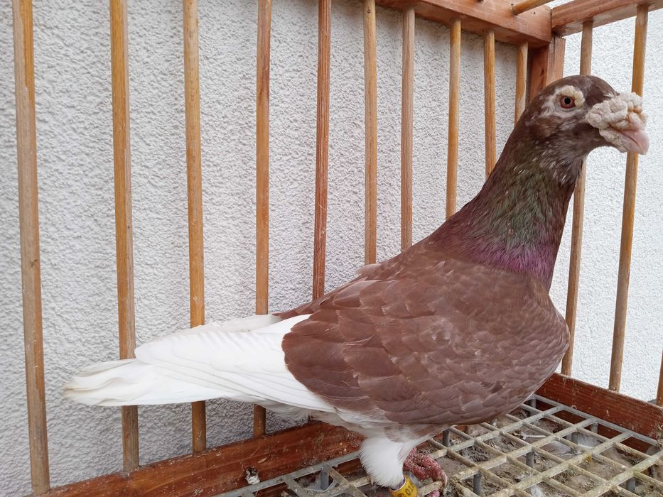 Gołębie staropolskie, gołąb staropolski