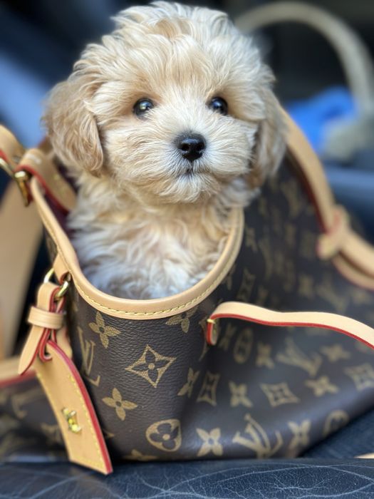 Super mini vip class