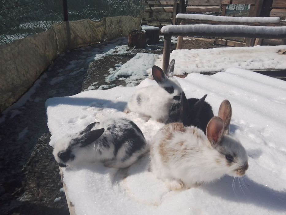 Продам молодих кроликів