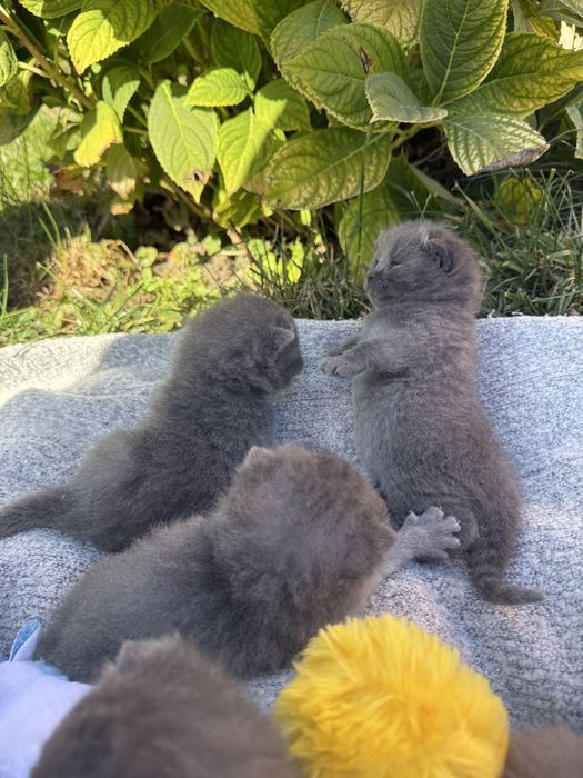 Шотландські висловухі кошенята