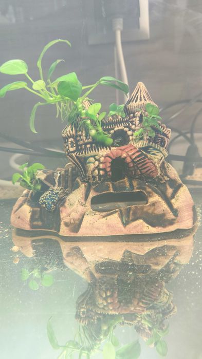 Ozdoby akwa .ANUBIAS-y