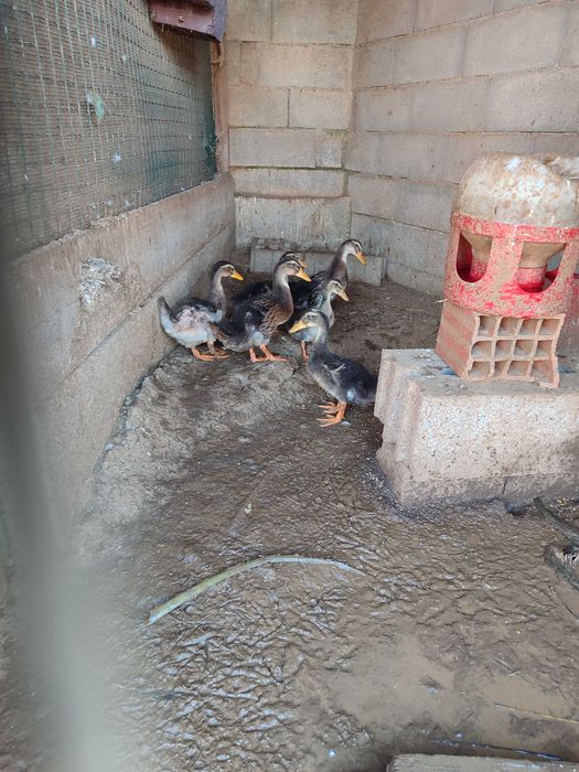 Perus e galinhas de Angola