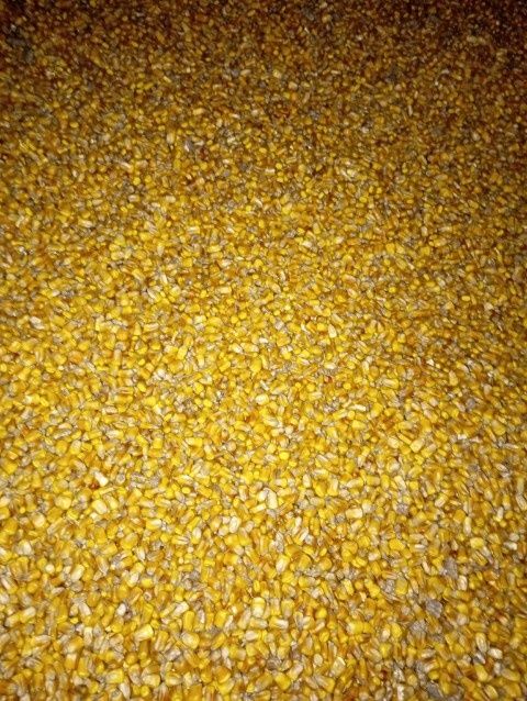 Kukurydza sucha paszową