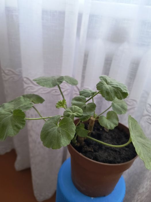 Пеларгонії маточні кущі