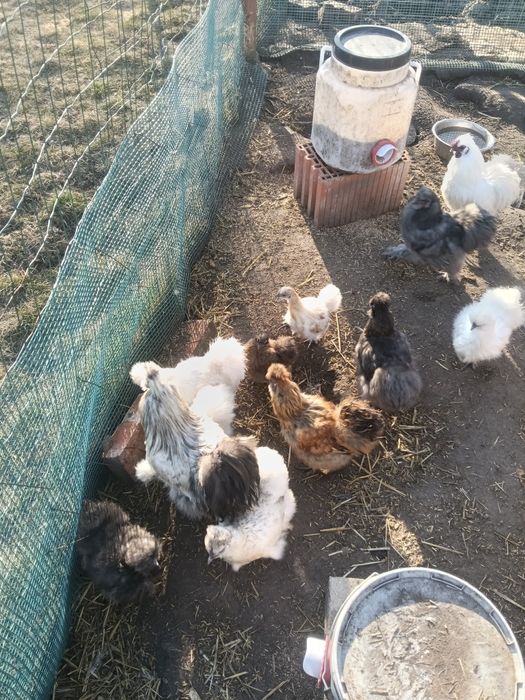 Jaja lęgowe kury silki