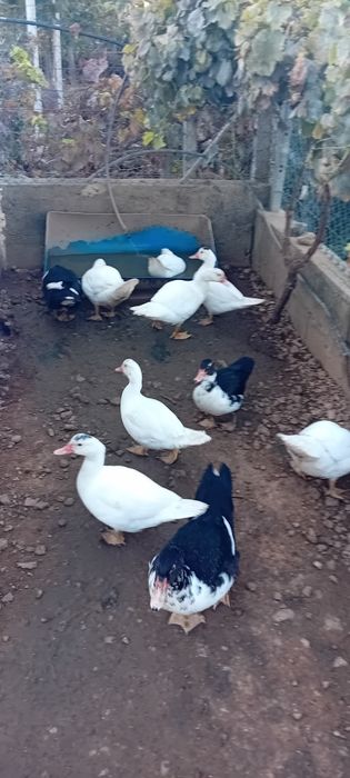Patos mudos com 2,5 meses
