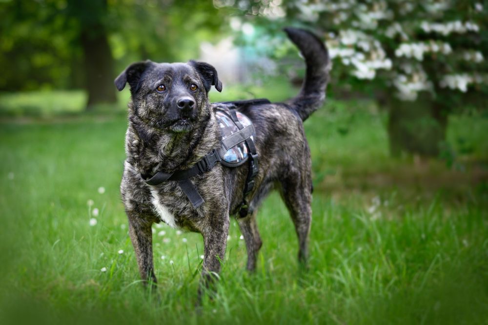 Kobi proś o miłości i dom