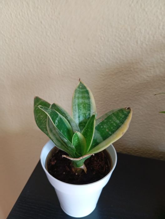 Plantas naturais 3 a 6 euros