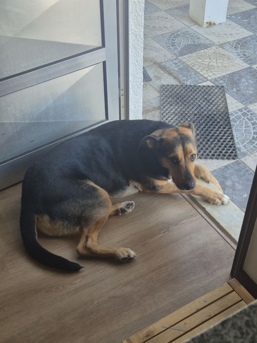Cães para adopção