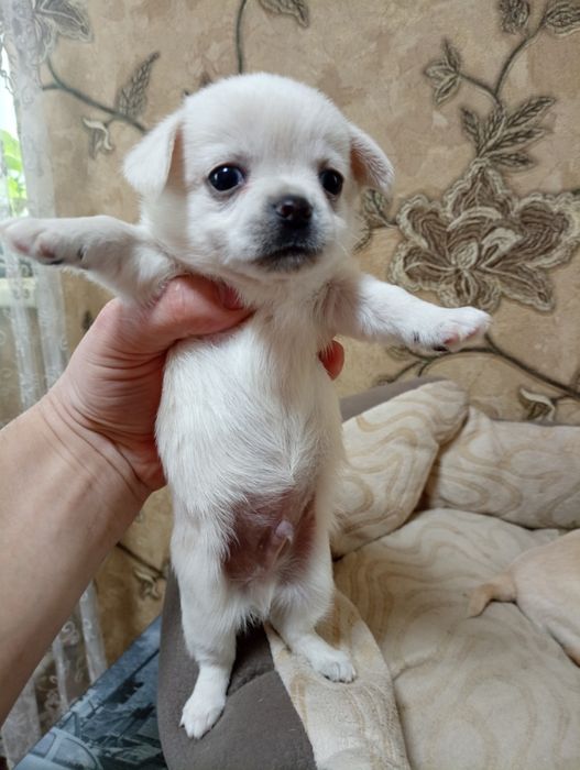 Малюки Хлопці чихуахуа