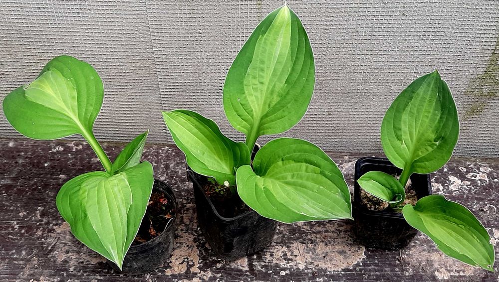 Hosta, Funkia, różne odmiany