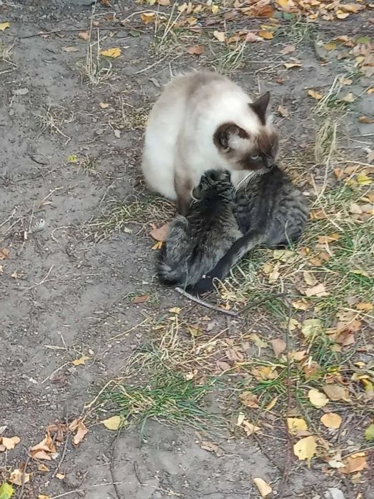 Віддамо кошенят в хороші руки