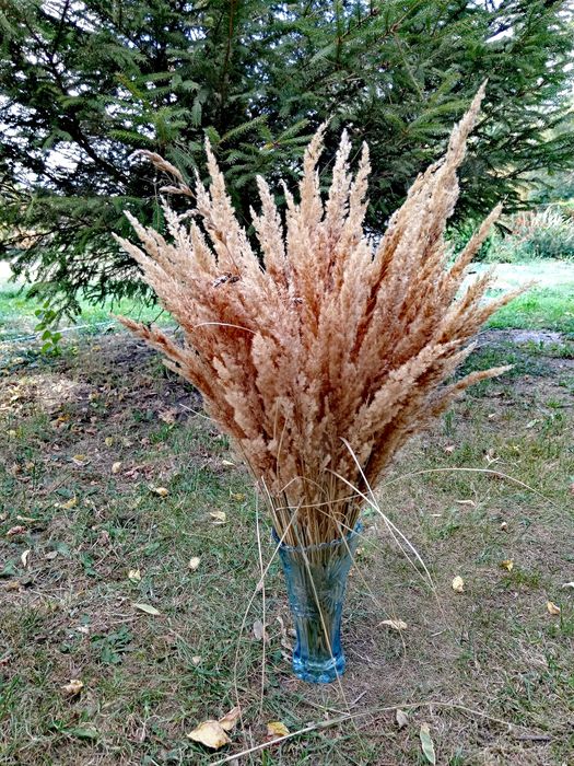 Trawa ozdobna gęsta