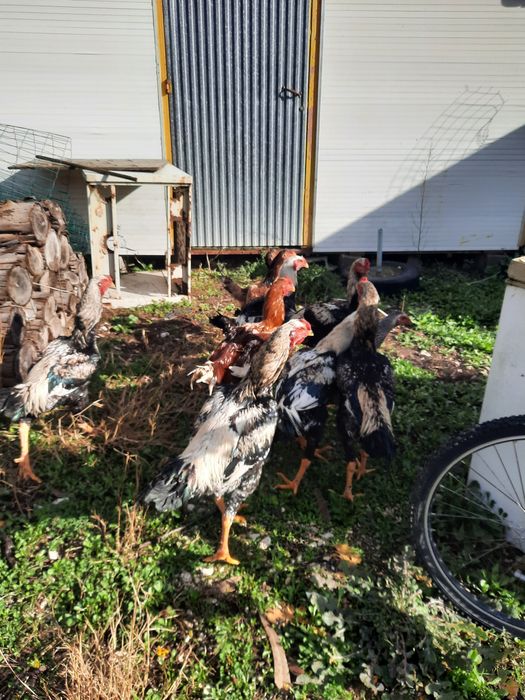 Ovos e galos indio gigante