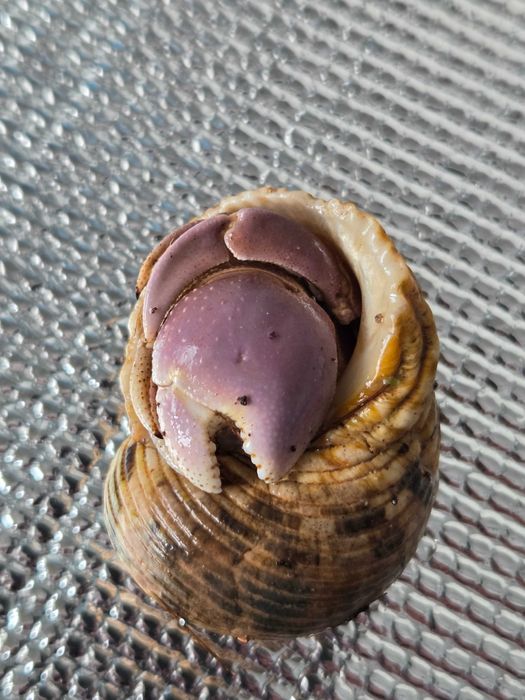 Krab pustelnik z terarium i akcesoriami