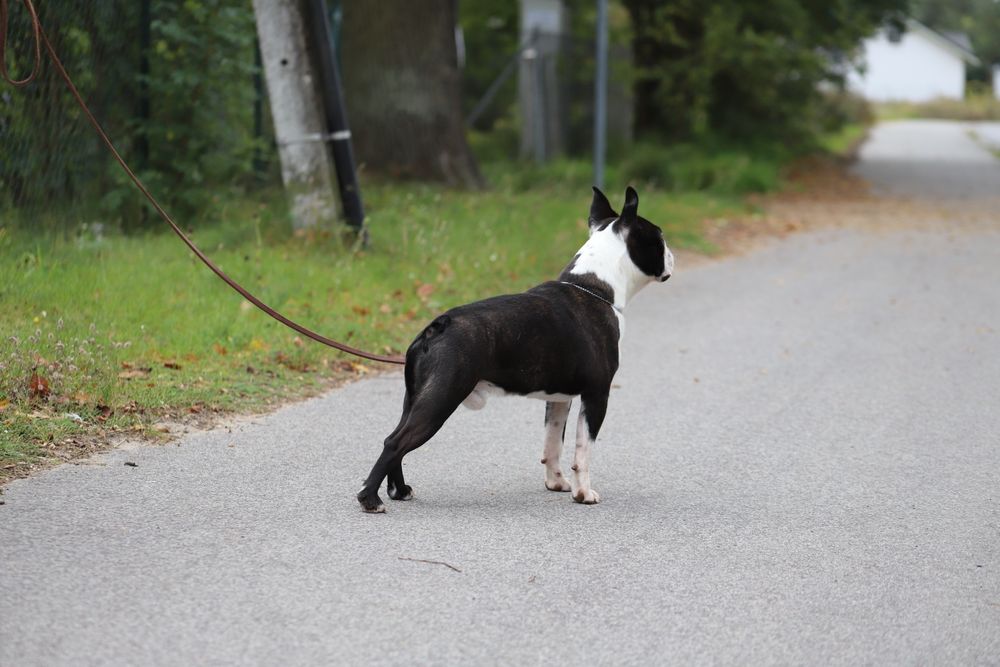 Boston terrier samiec