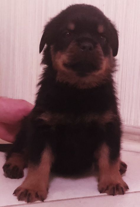 Резерв на породистых щенков ротвейлера.