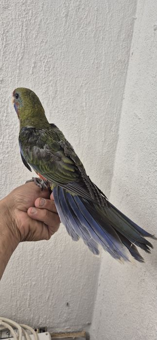 Aves criar a mão