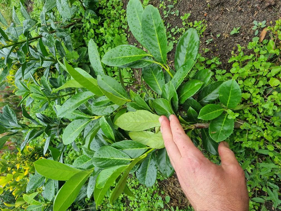 Laurowiśnia Rotundifolia zimowana w gruncie  50-80cm