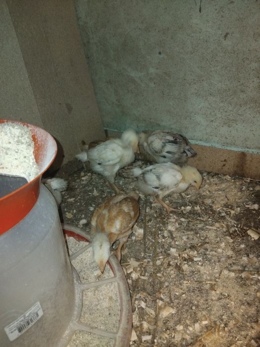 Курчата підрощені іспанка та мастєра.