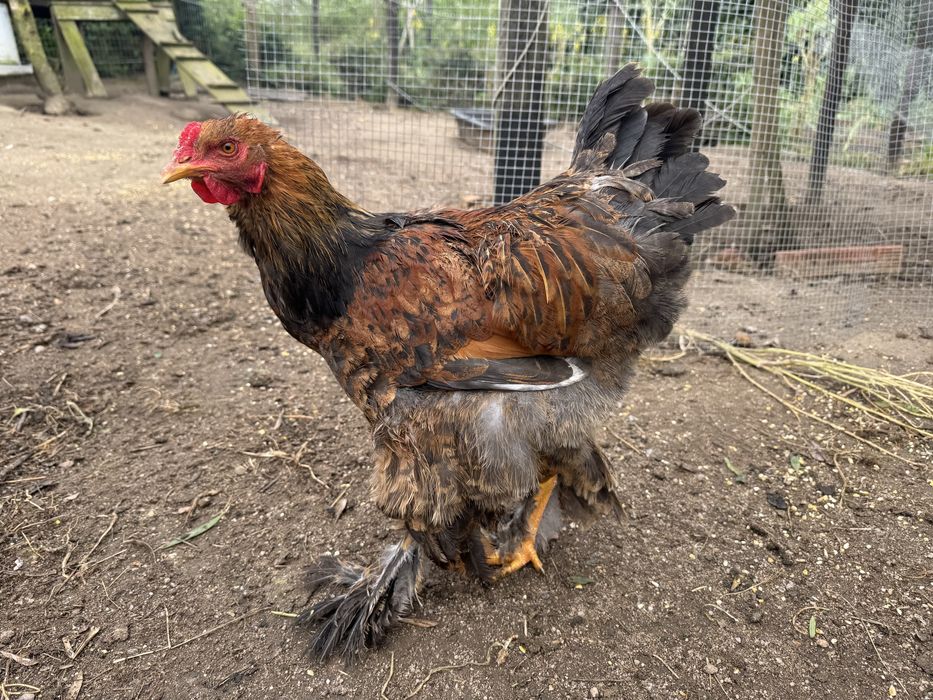 Galo brahma red ply perdiz - brahama