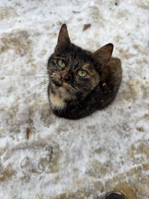 Віддам в добрі кури кицю