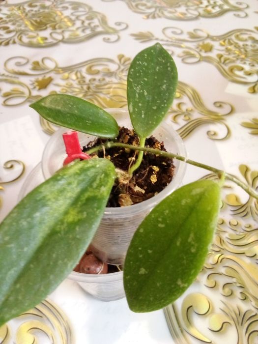 Комнатные домашние растения все в активном росте