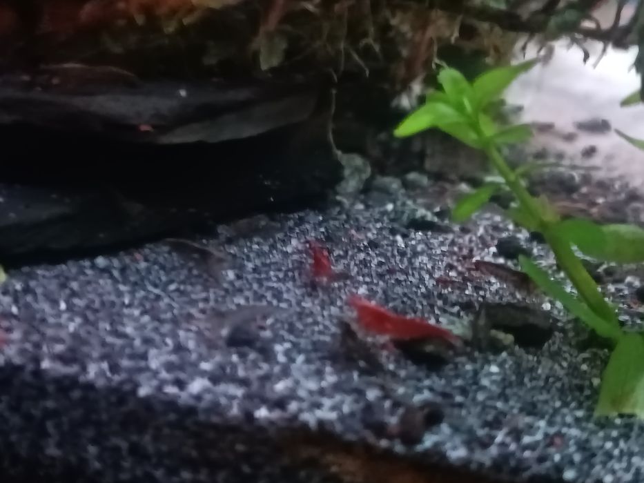 Neocaridinas vemelhos
