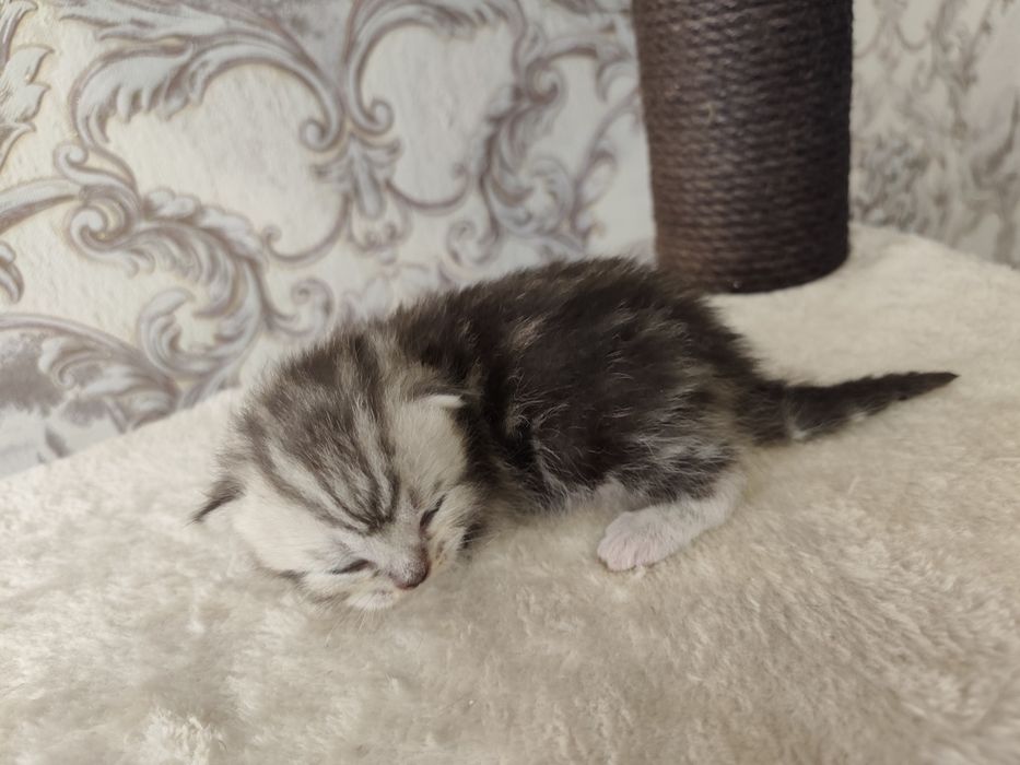 Яркие малыши"Scottish Fold и Straight"