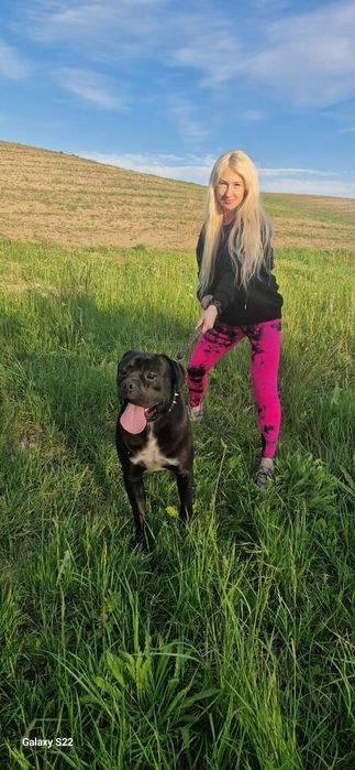 Кане корсо.вязка.родословная.КСУ