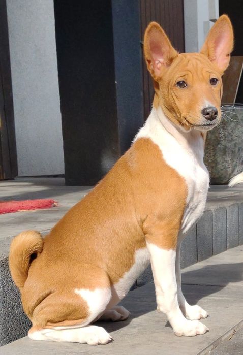 Basenji szczenię FCI