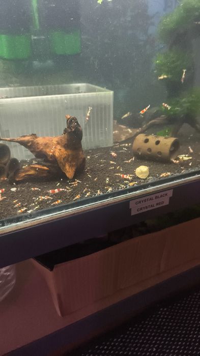 Caridina Crystal Red/Black