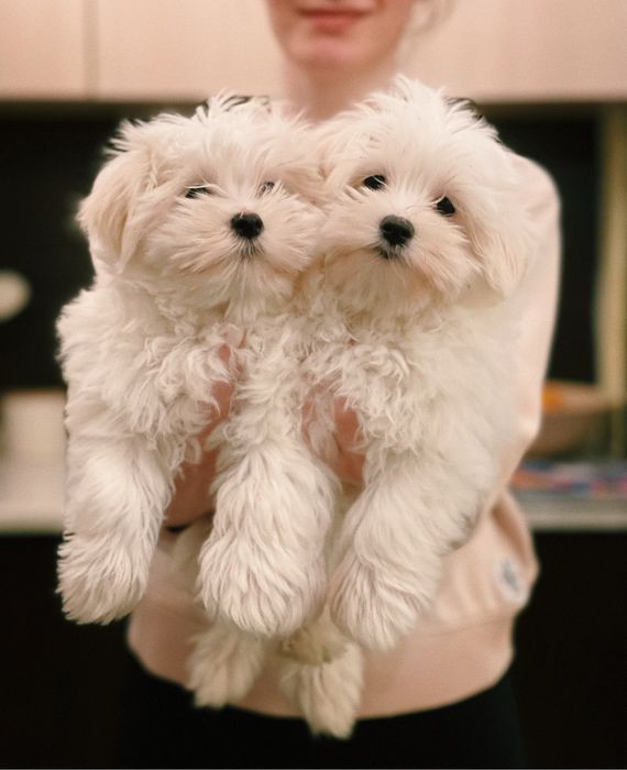 Цуценята мальтійської болонки