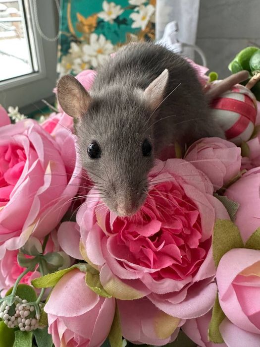 Домашні крисенятка Вік 3 тижні Чудові розумні смішні маленькі друзі