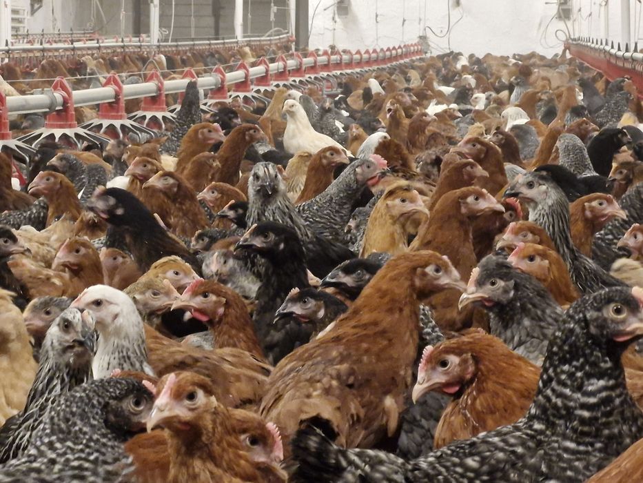 Kury, kurczęta odchowane - Przytyk możliwy transport