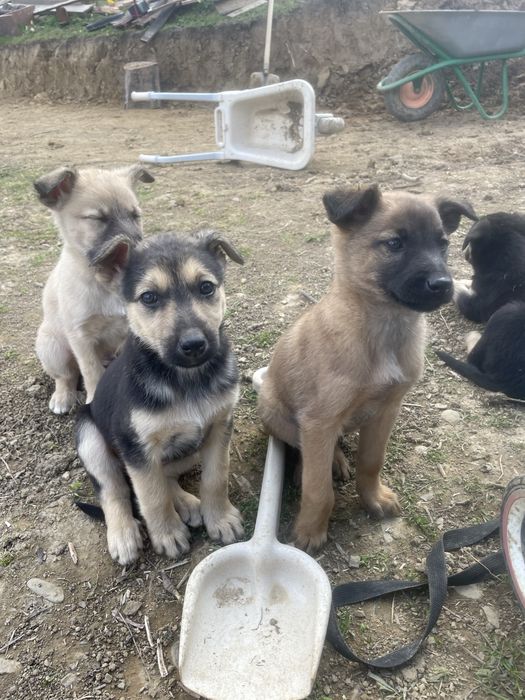 Собаки шукають дім