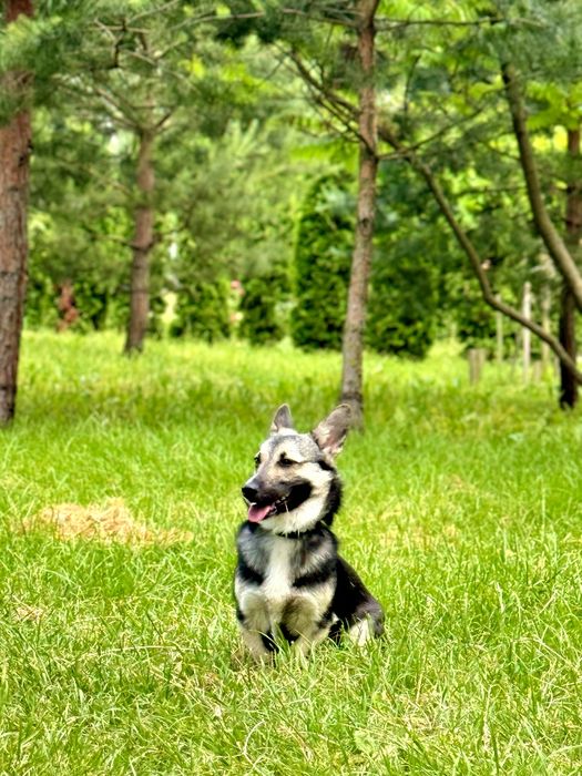 Стерилізована дівчинка шукає дім