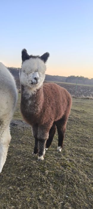 Alpaka Samiec PERU