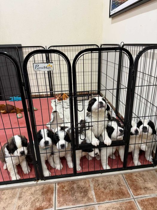 Cachorro São Bernardo de Excelência