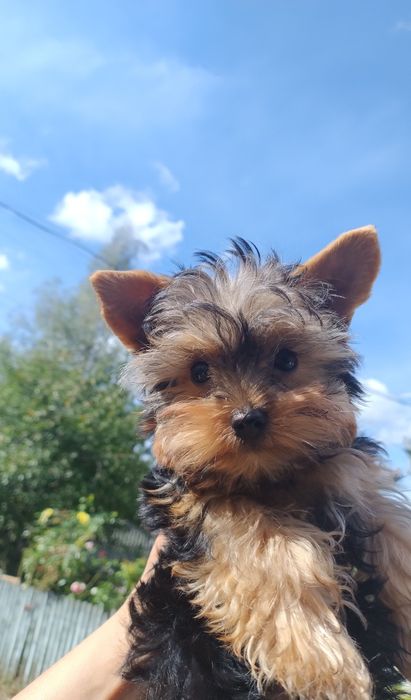 цуценя йорка 7-міс,baby face міні,хлопчик привитий із паспортом