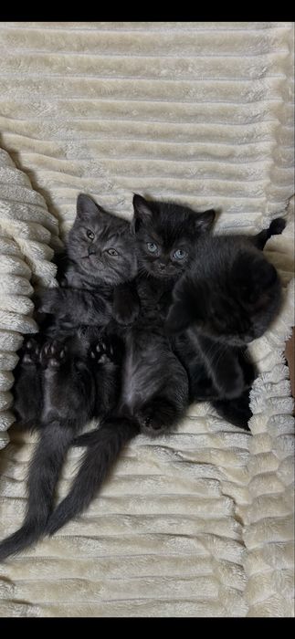 Шотландські кошенята