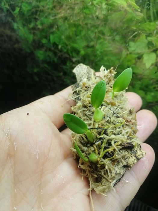 Мікроорхідея Bulbophyllum tjadasmalangense