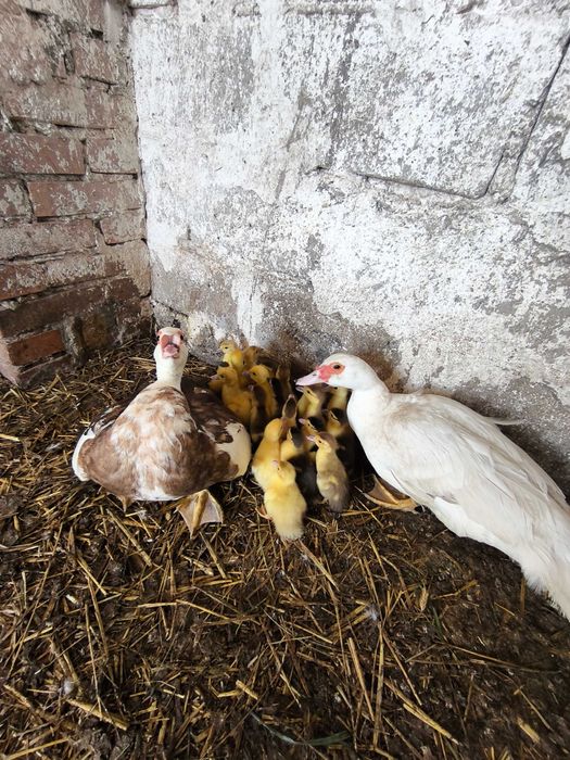 Kaczki francuskie(piżmowe)