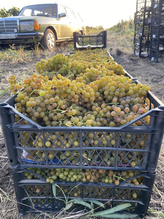 Продам винный сорт винограда Мускат Оттонель!