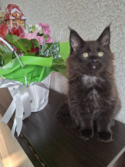 Супер окрас! Мейн-Кун черный дым / девочки