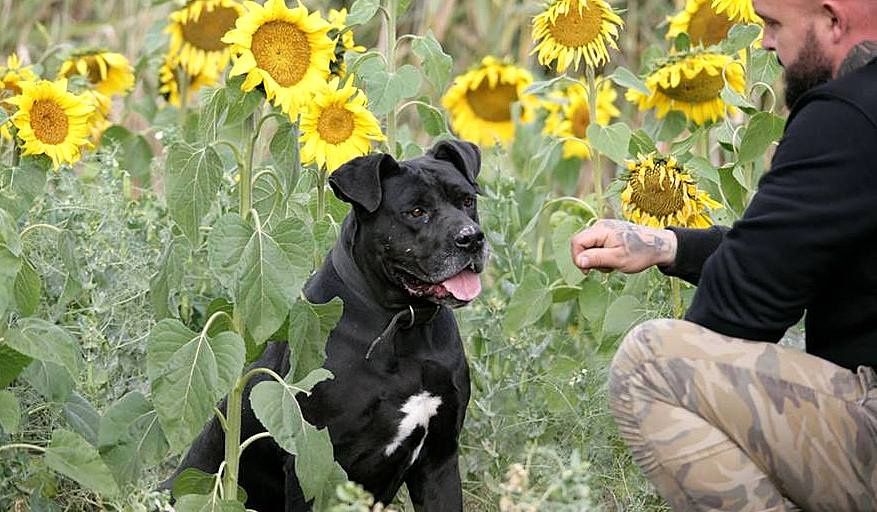 TYSON w typie cane corso do adopcji