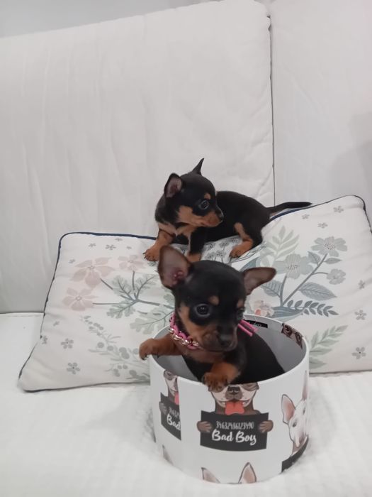 Pinscher Miniatura