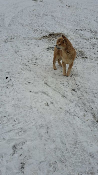 Akita inu sprzedam suczka