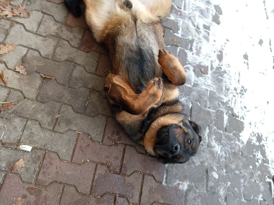 Duży młody pies do oddania w dobre rece