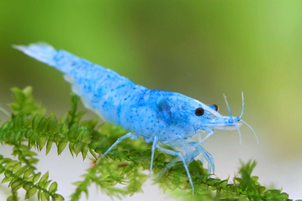 Neocaridina camarões- Blue Jelly